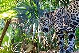 Jaguar Belize 2019